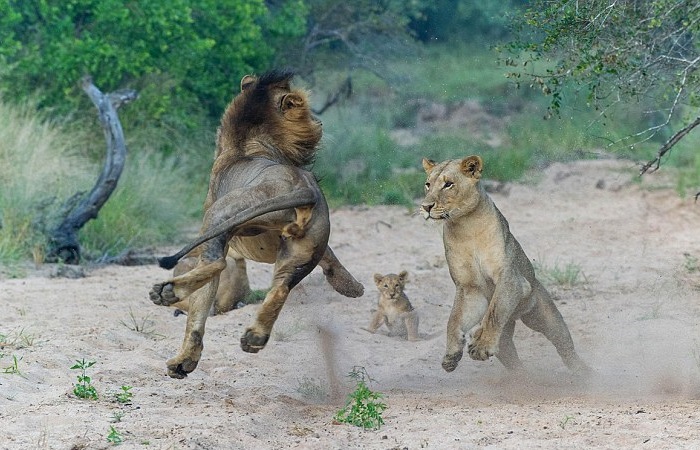 mother lion pounces